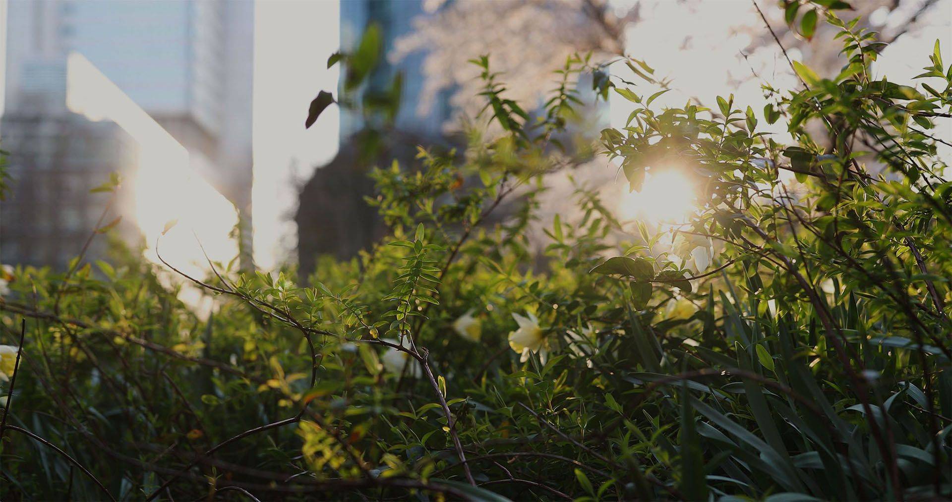 green space in a city