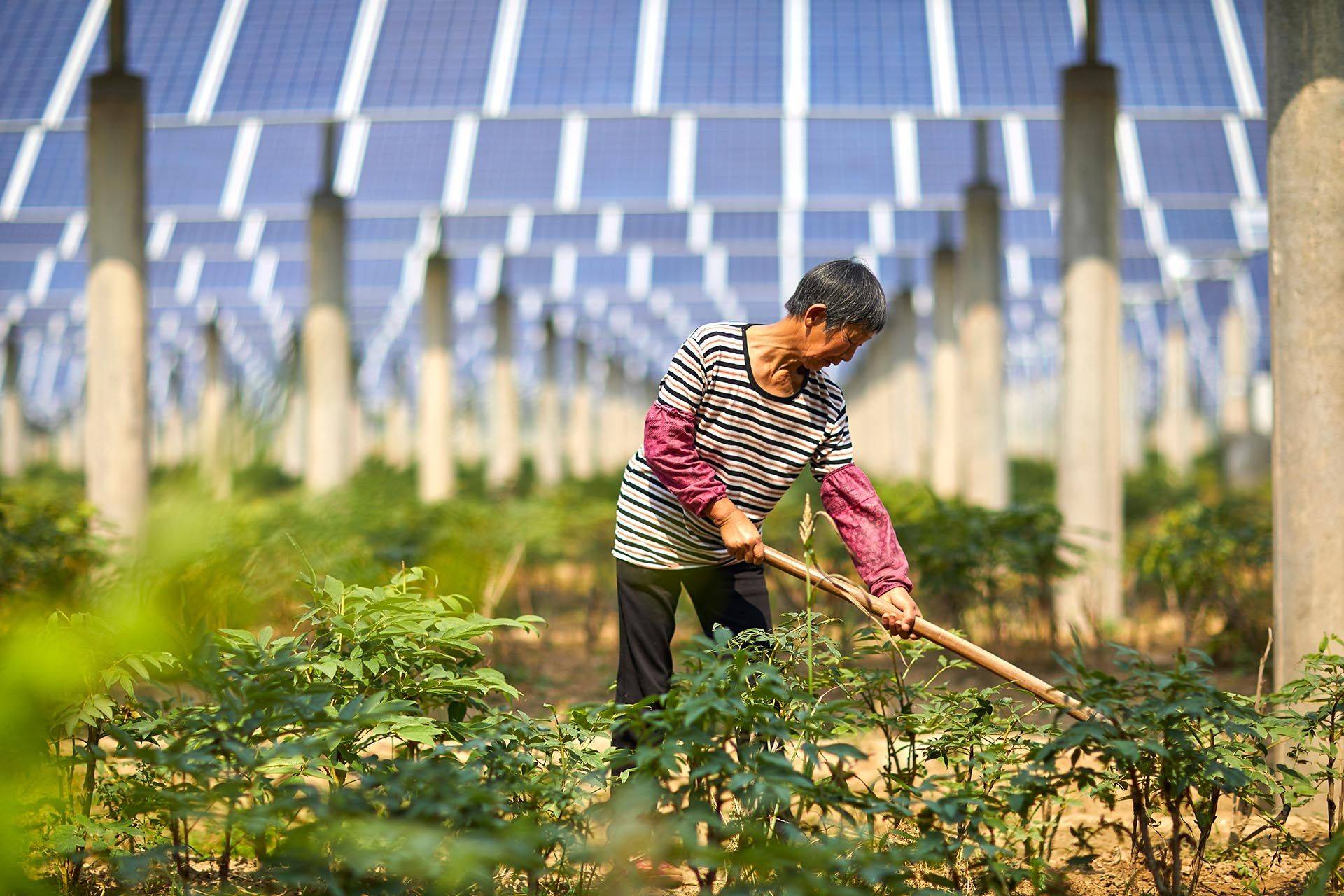 A woman tending plants under neath solar panels 