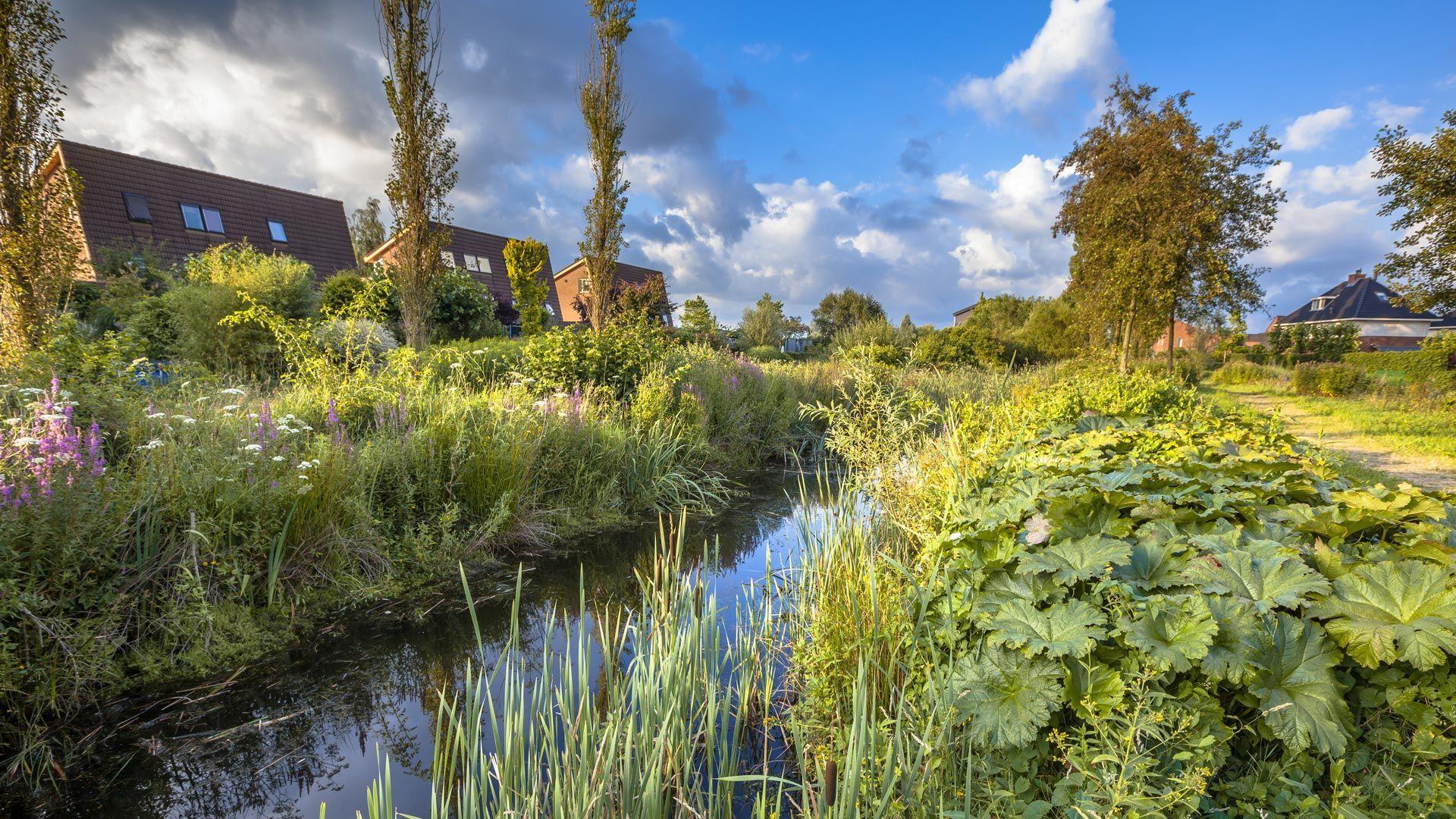 Sustainable drainage and nature based solutions